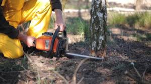 Best Emergency Tree Removal  in Penndel, PA