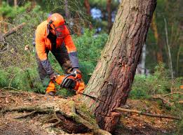 Best Commercial Tree Services  in Penndel, PA
