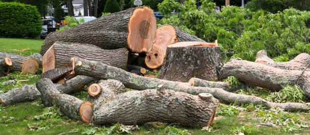 Best Tree Cabling and Bracing  in Penndel, PA