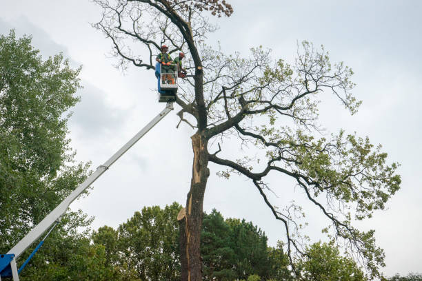 How Our Tree Care Process Works  in  Penndel, PA