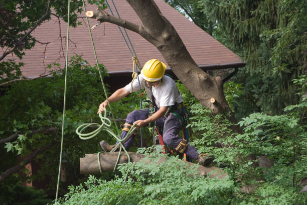 Penndel, PA Tree Care Company