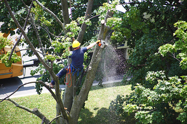 Best Tree Health Inspection  in Penndel, PA