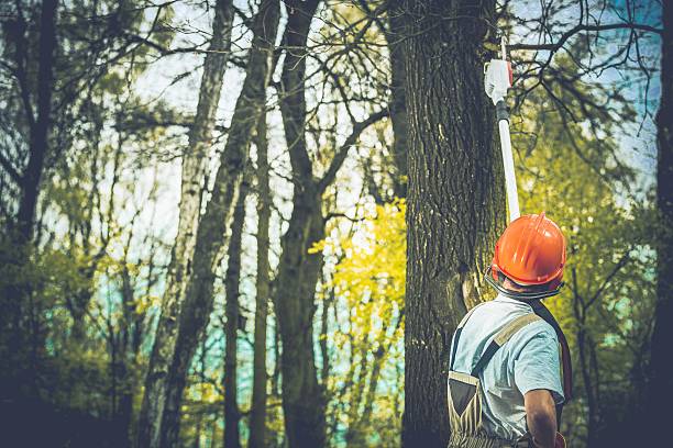 Best Emergency Tree Removal  in Penndel, PA